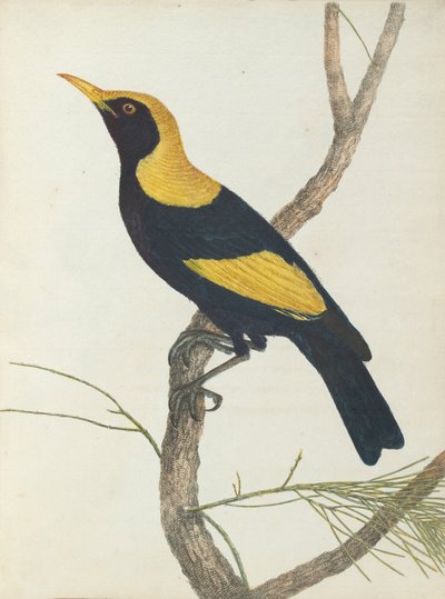 King Honeysucker from Birds of New South Wales with Their Natural History by John William Lewin